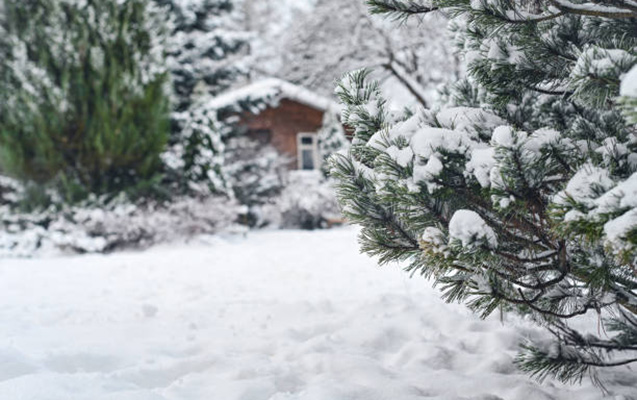 snow covered trees in the backyard garden