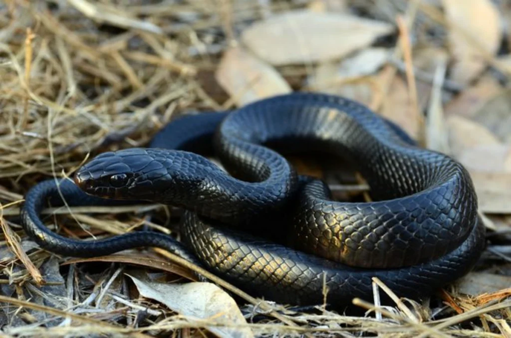 eastern_indigo_snake.jpg.653x0_q80_crop-smart_1200