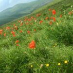IMG-20260727-WA0037